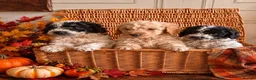 Saint Berdoodle dogs for sale: Miniature F1b Saint Bernadoodles  - Advert 1