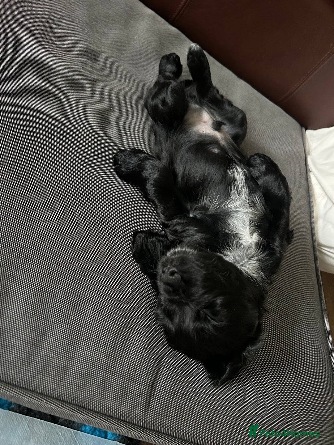 Cocker Spaniel dogs for sale: Working Cocker Spaniel Puppies - Advert 9