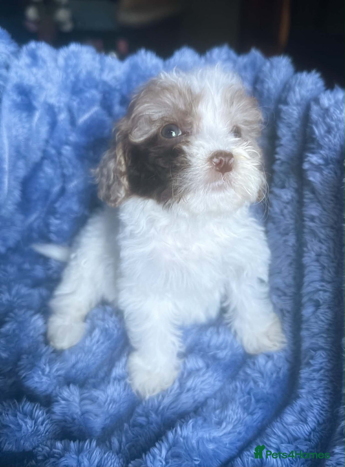 Cockapoo dogs Tiny Toy Roan and Merle Cockapoos - Advert 1