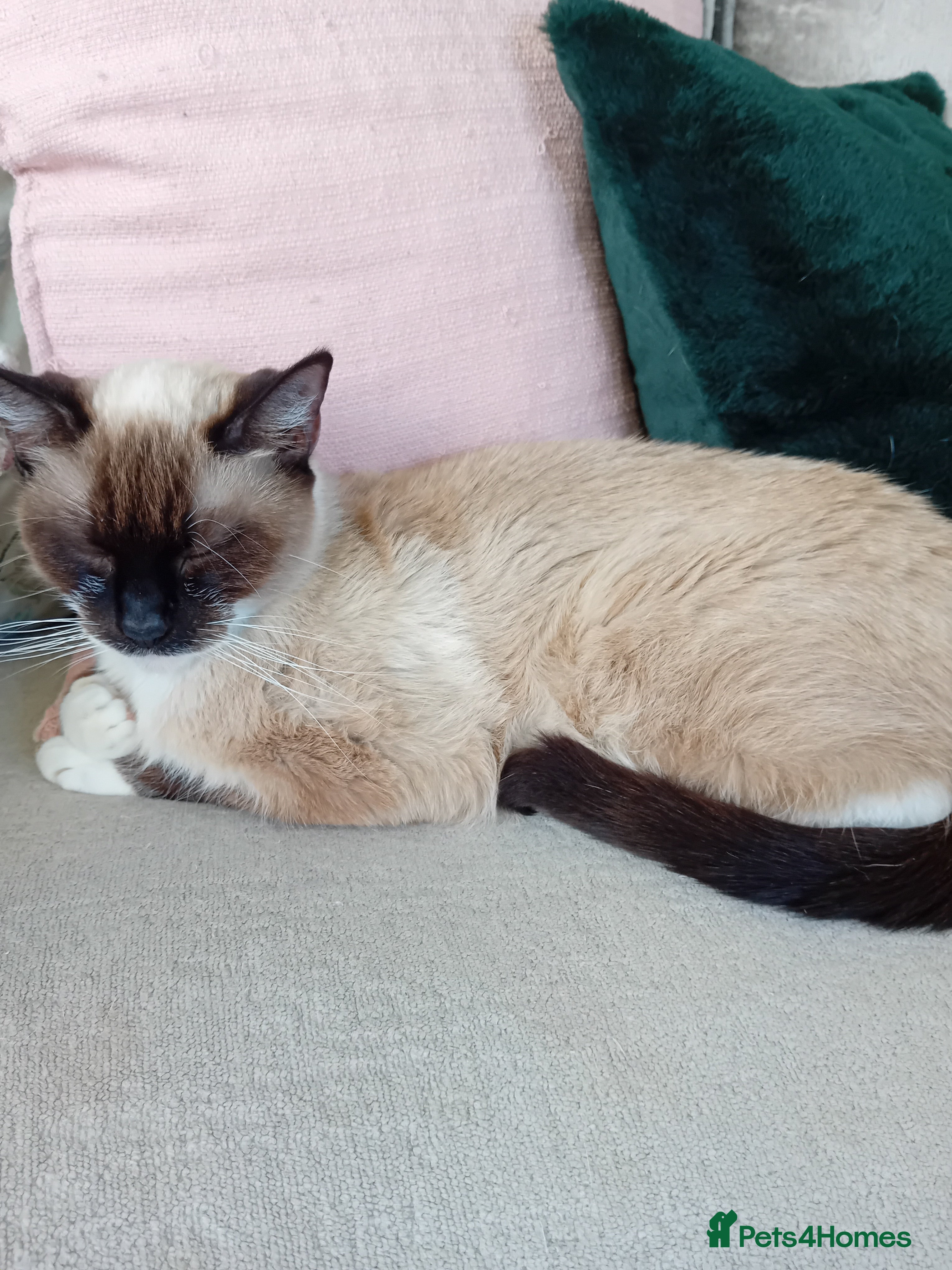 Mixed Breed cats 1 male fluffy Tuxedo 1 female short haired Tuxedo  in Brighton - Advert 1