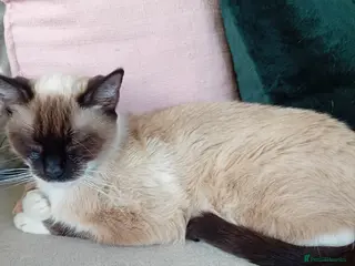 Mixed Breed cats 1 male fluffy Tuxedo 1 female short haired Tuxedo in Brighton - Advert 1