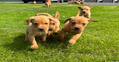 Labrador Retriever dogs in Alva - Advert 5