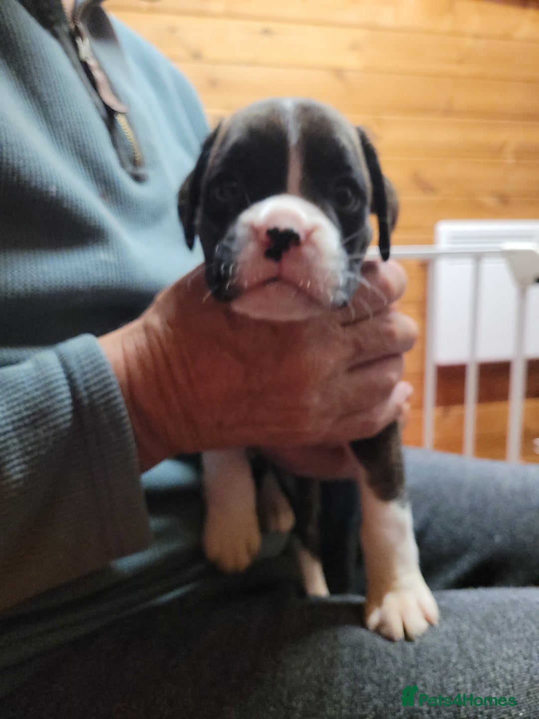 Boxer dogs for sale: KC Registered Boxer Puppies - Image 3