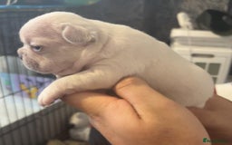 French Bulldog dogs for sale: Pedigree french bulldogs  - Image 7