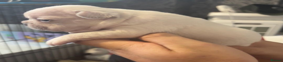 French Bulldog Puppy 4