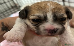 Mixed Breed dogs for sale: Bichon mix pups  - Image 2