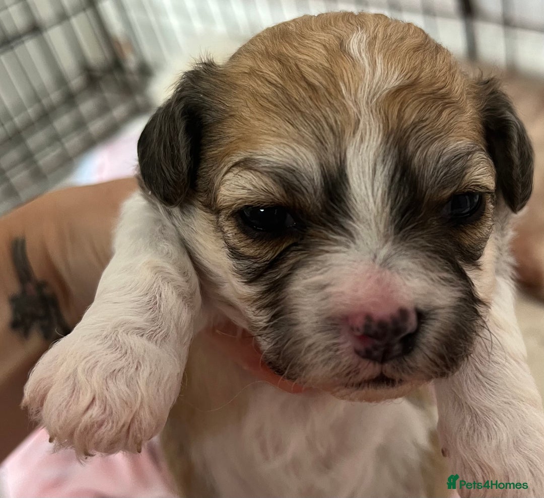 Mixed Breed dogs for sale: Bichon mix pups  - Image 2