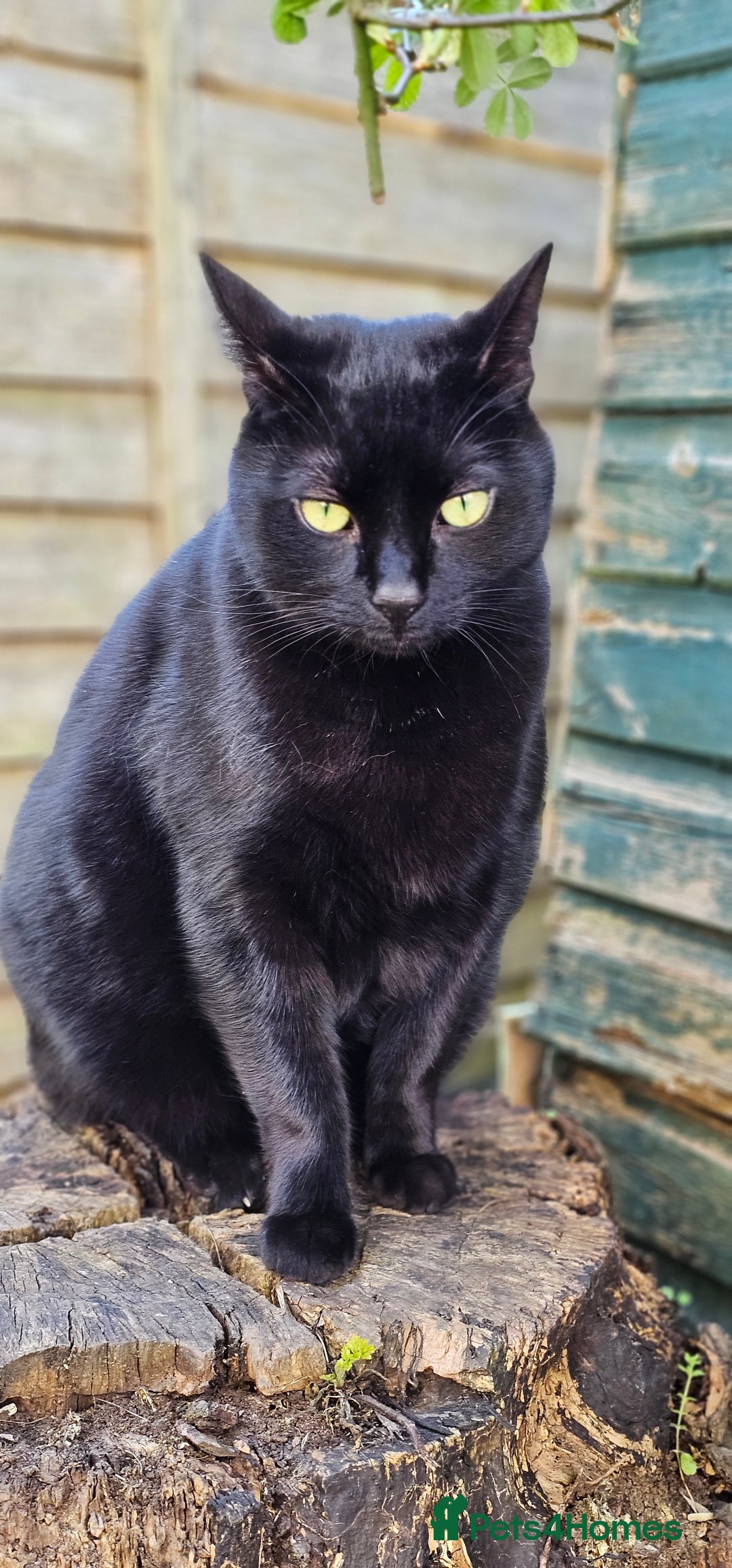 British Shorthair cats for sale: Loving boy needing new home - Image 1