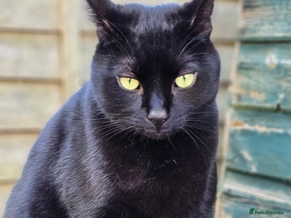 British Shorthair cats - Advert 11