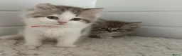RagaMuffin cats for sale: Beautiful Authentic RagaMuffins  - Advert 3