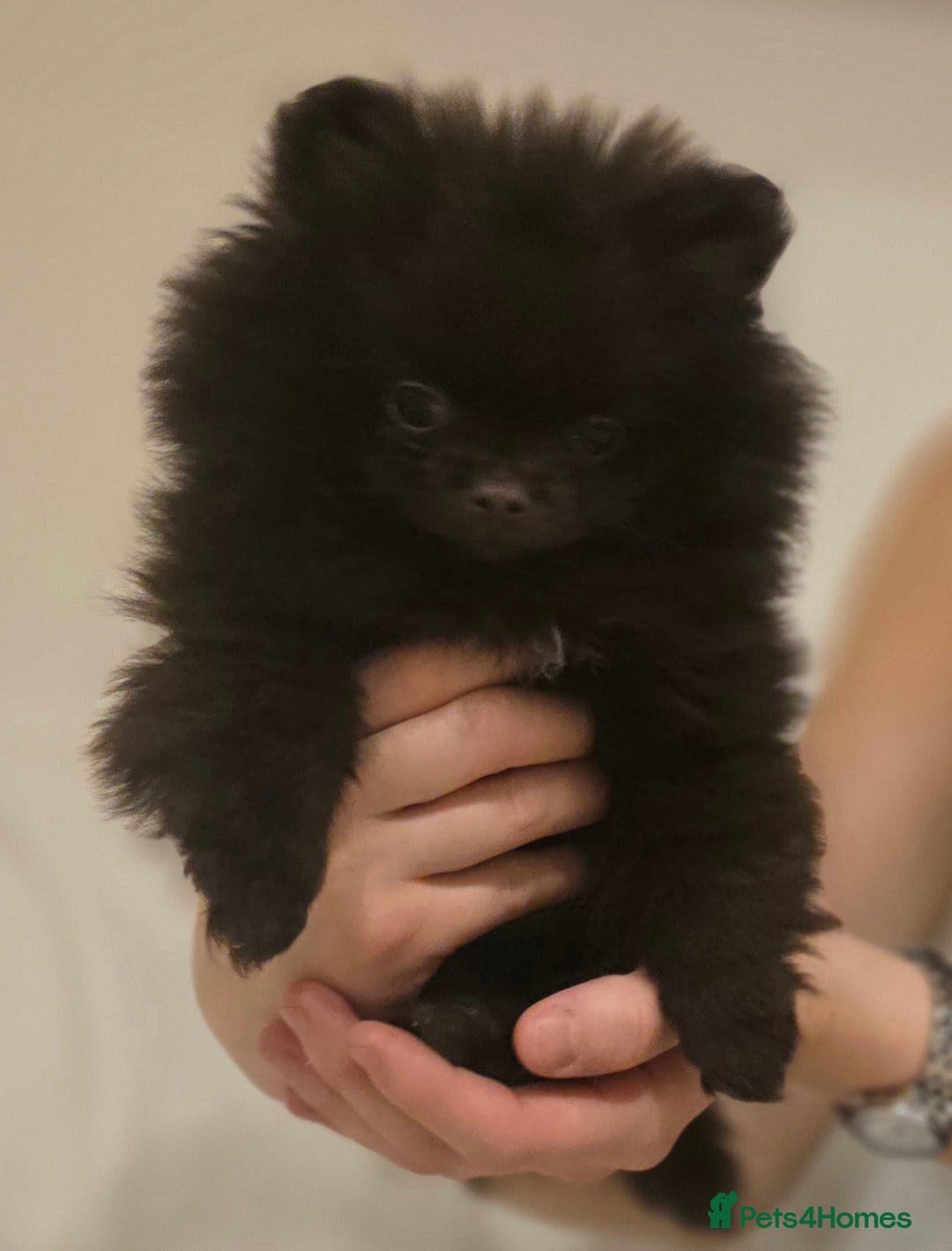 Pomeranian dogs for sale: Stunningly beautiful Pomeranian babies - Advert 13