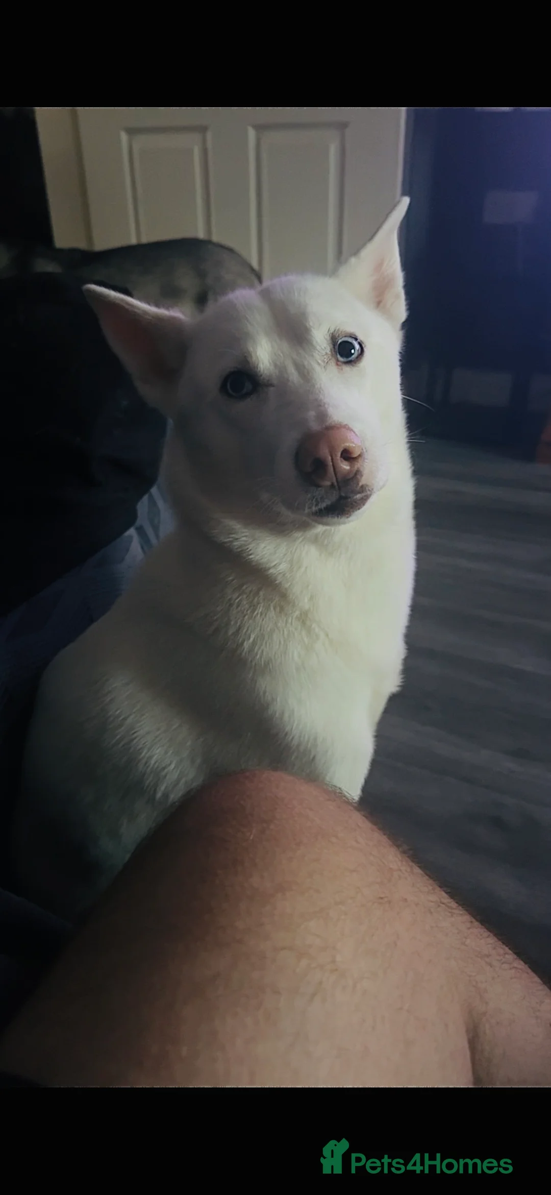 Siberian Husky dogs for sale: Leia  - Advert 2