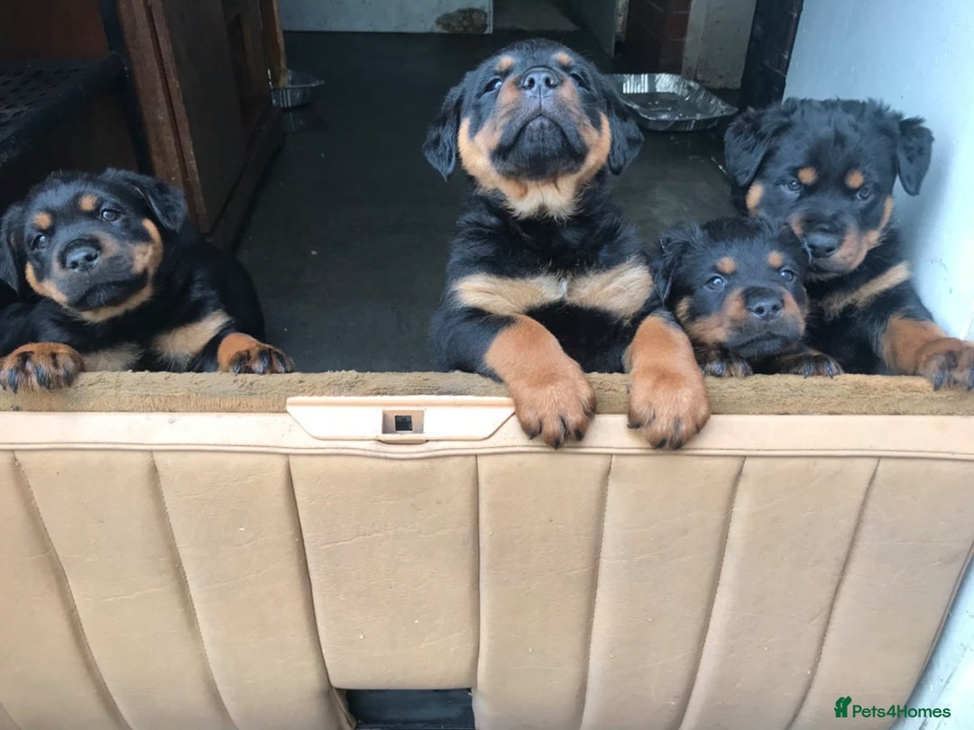 Rottweiler dogs for sale: Rottweiler Puppies with Pedigree Papers - Image 2