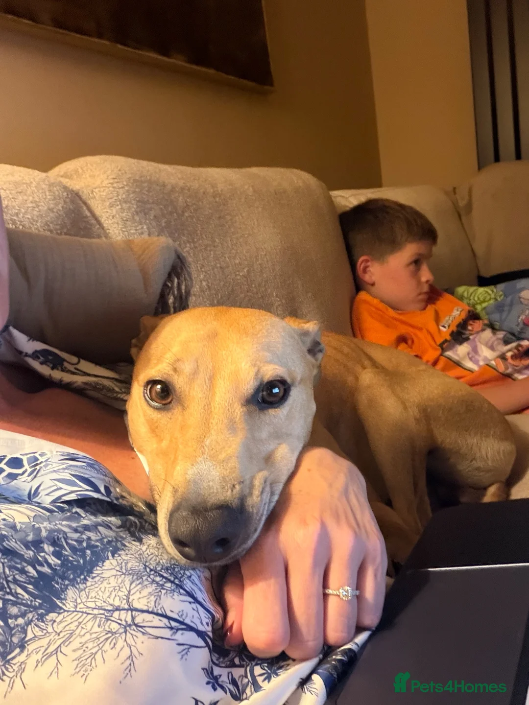 Lurcher dogs for sale: Family lurcher  in Wigan - Advert 2