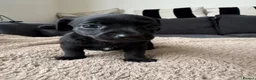 Chiweenie dogs for sale: Miniature Dachshund x Chihuahua  - Advert 7