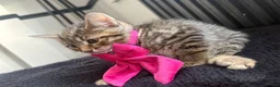 Mixed Breed cats for sale: 5 beautiful tabby kittens  - Advert 4