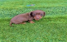 Miniature Dachshund dogs for sale: Miniature daschunds - Image 17