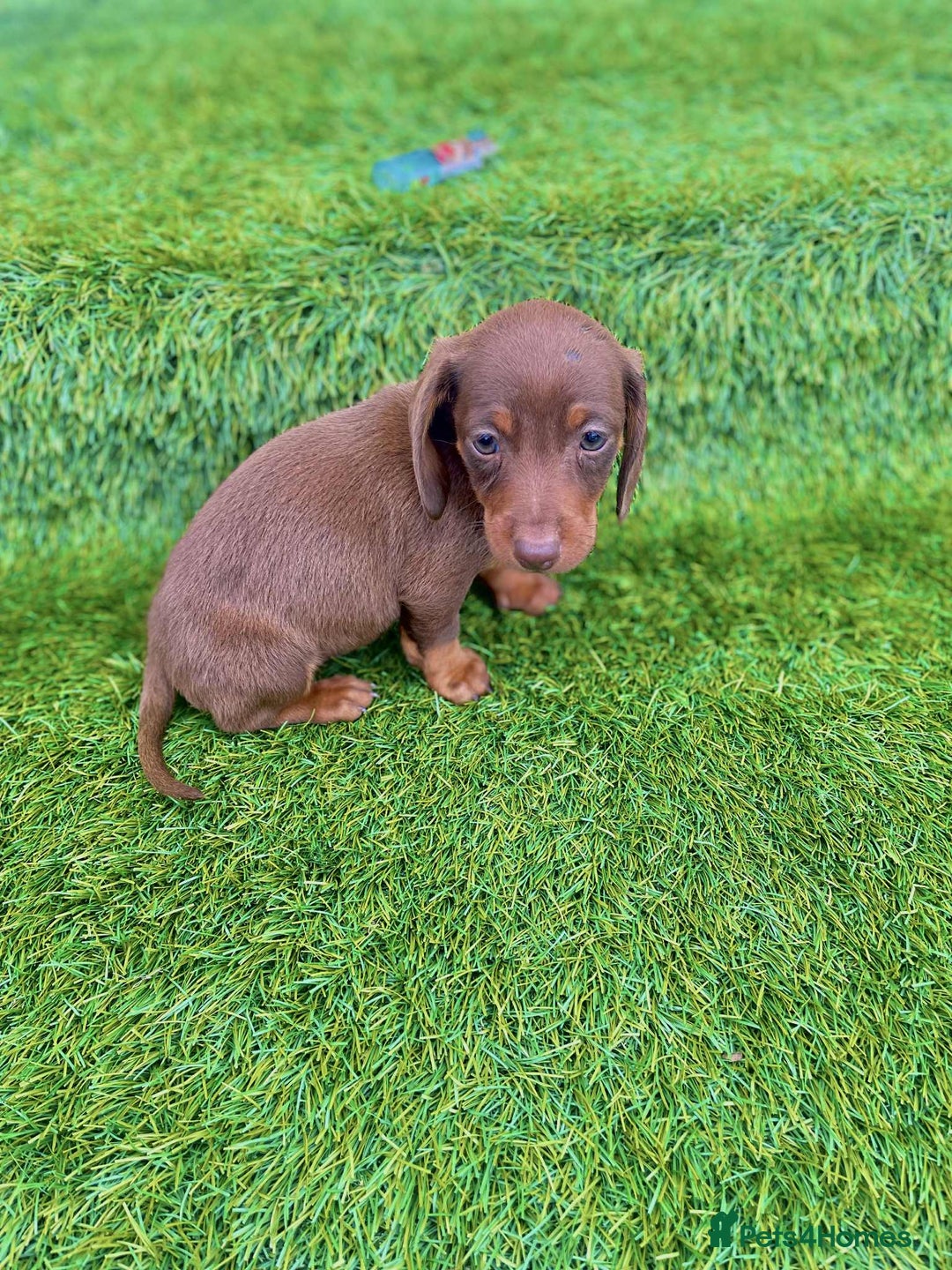 Miniature Dachshund dogs for sale: Miniature daschunds - Image 17