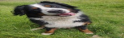 Bernese Mountain Dog dogs for stud: Proven Bernese Mountain Dog available for stud in Solihull - Advert 4
