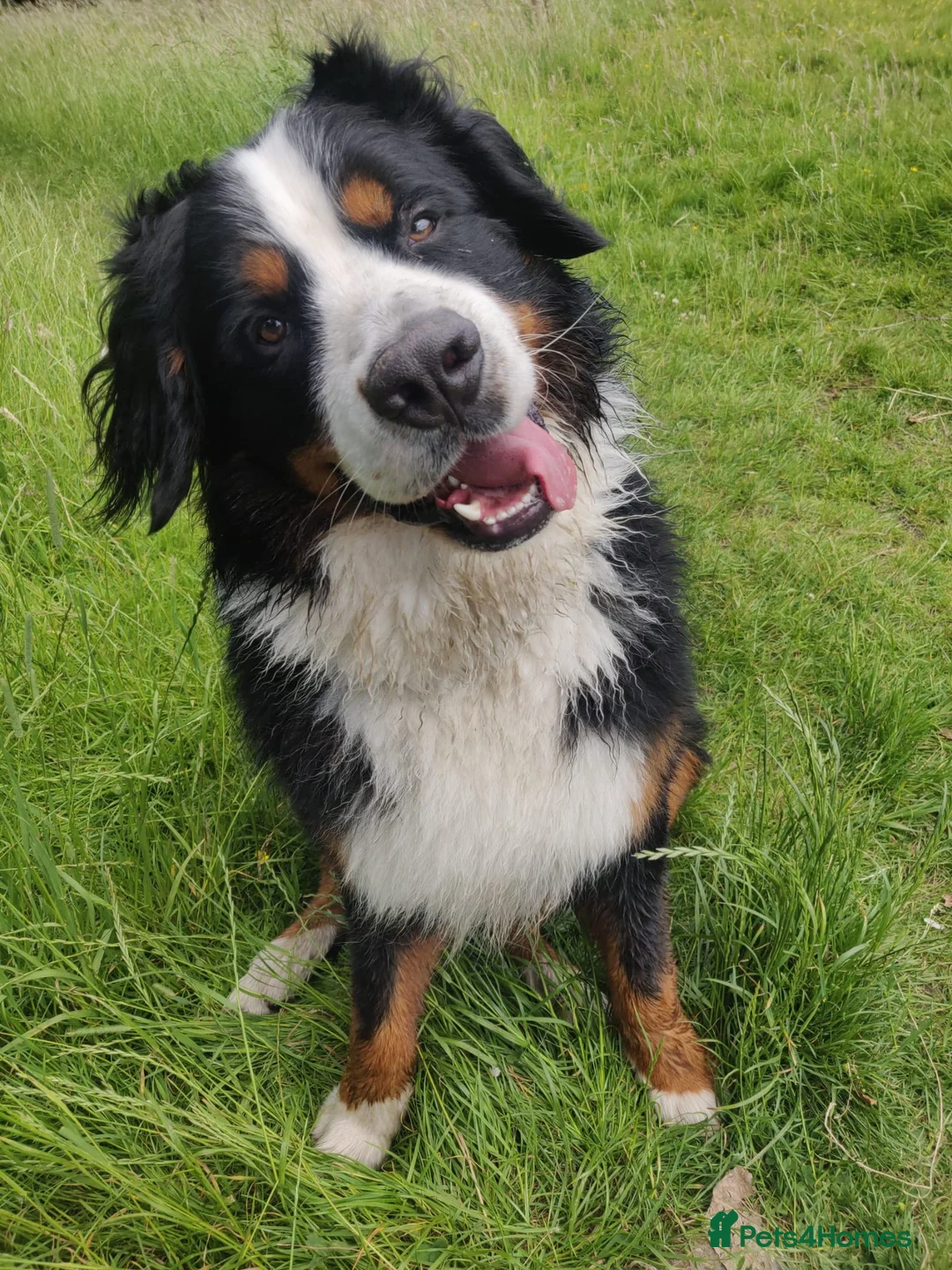 Bernese Mountain Dog dogs for stud: Proven Bernese Mountain Dog available for stud in Solihull - Advert 4