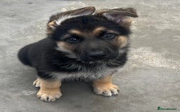 German Shepherd dogs for sale: German shepherd pups - Image 4