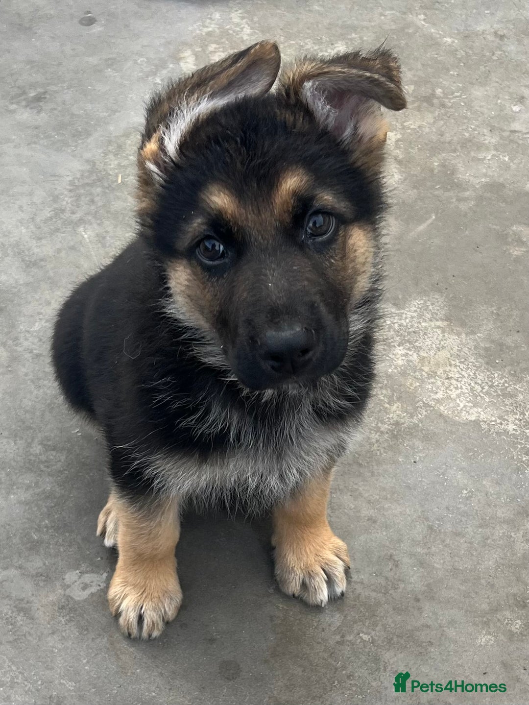 German Shepherd dogs for sale: German shepherd pups - Image 4