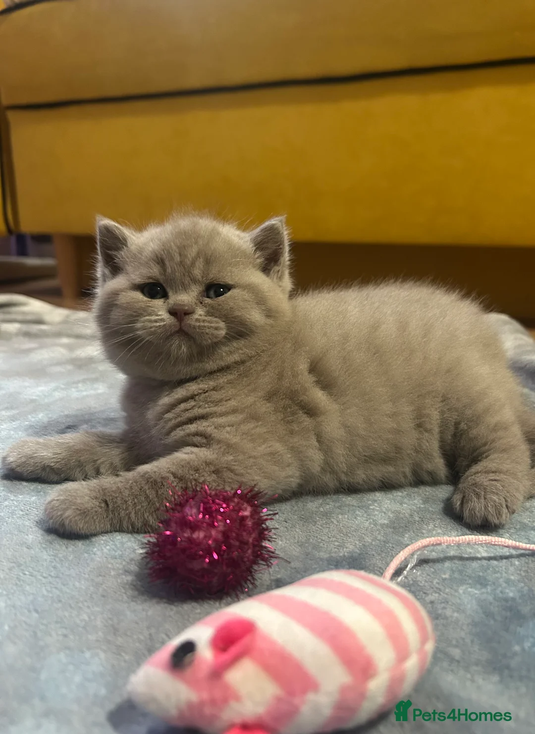 British Shorthair cats for sale: GCCF BRITISH SHORTHAIRS ALL RESERVED - Advert 4