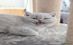 Scottish Fold cats for sale: Scottish fold kittens are looking for family🥰 - Image 4