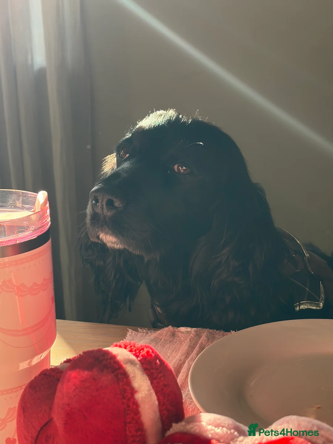 Cocker Spaniel dogs for sale: Beautiful 5 Year Old Cocker Spaniel Bitch  - Advert 3