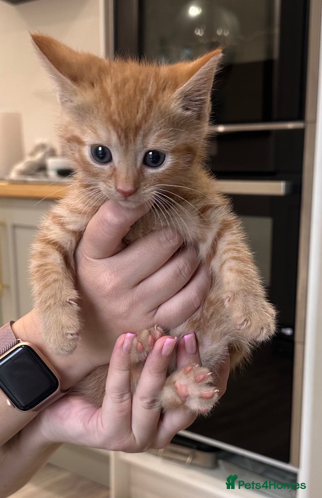 Mixed Breed cats for sale: 7 beautiful kittens available. - Image 3