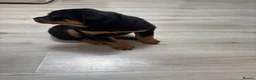Rottweiler dogs for sale: 🐾🐶 beautifulRottweiler puppies 3 Girls Left🐶🐾 - Advert 28