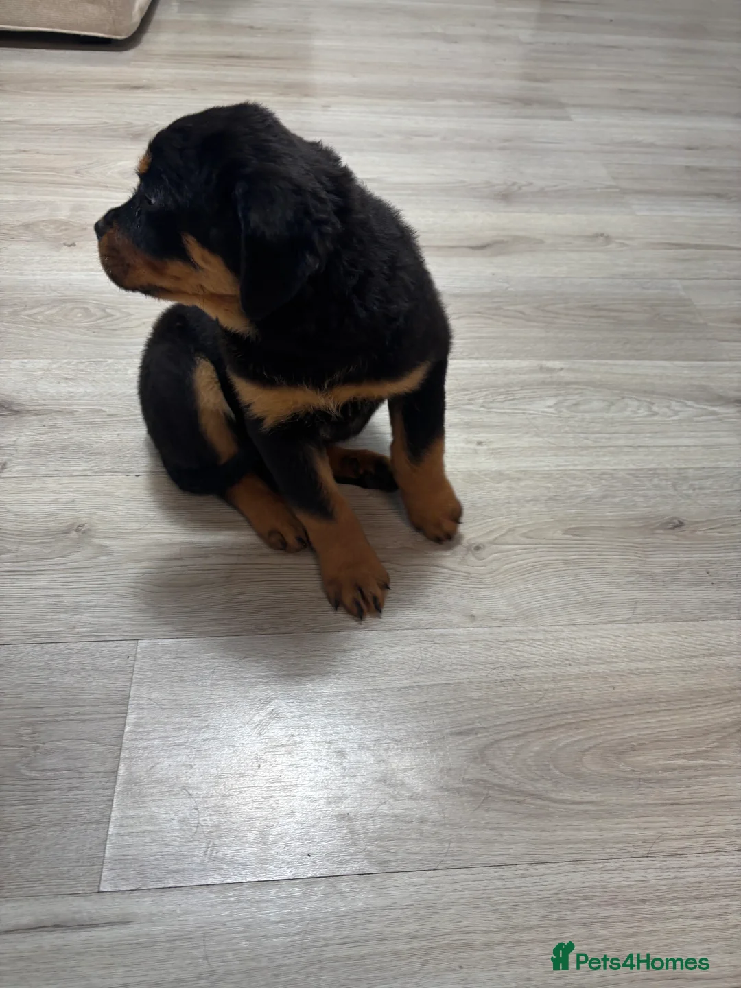 Rottweiler dogs for sale: 🐾🐶 beautifulRottweiler puppies 3 Girls Left🐶🐾 - Advert 28