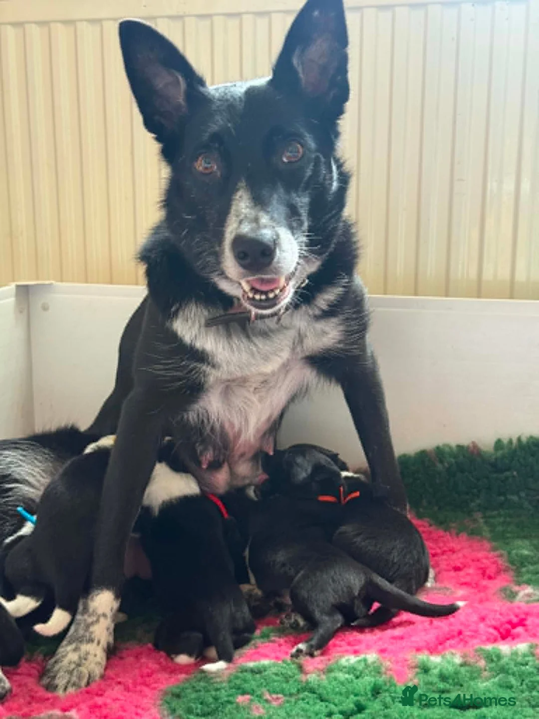 Border Collie dogs for sale: Fully Health Tested Border Collie Puppy For Sale in Coleford - Advert 38
