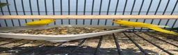Parakeets birds for sale: Stunning Various Baby  Kakarikis - Advert 1