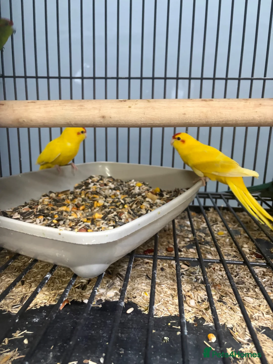 Parakeets birds for sale: Stunning Various Baby  Kakarikis - Advert 1