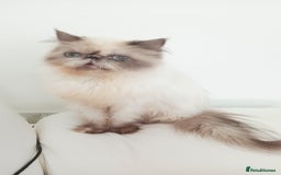 Persian cats for sale: Persian girl rehoming  - Image 7