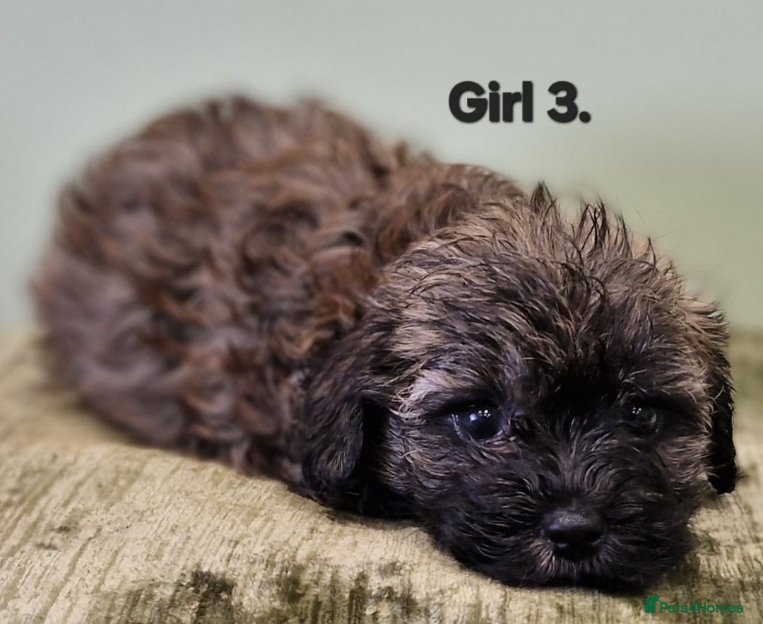 Maltipoo dogs for sale: Maltipoo puppy's - ready august 19th!  - Image 13