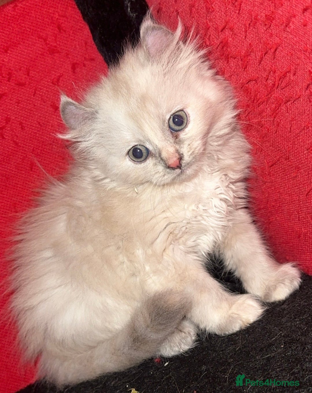 Mixed Breed cats for sale: Sphynx mixed with American curl - Advert 23