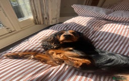 Cocker Spaniel dogs for sale: Rocky - 4.5 year old cocker spaniel - Image 5