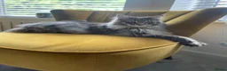 Maine Coon cats for sale: Two cats needing new homes  in Bolton - Advert 4