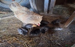 Chickens poultry for sale: Chickens and chicks for sale  - Image 3
