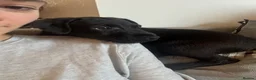 Patterdale Terrier dogs for sale: Maxwell - Advert 2