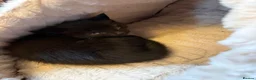 Mixed Breed cats for sale: Kitten available  - Advert 3