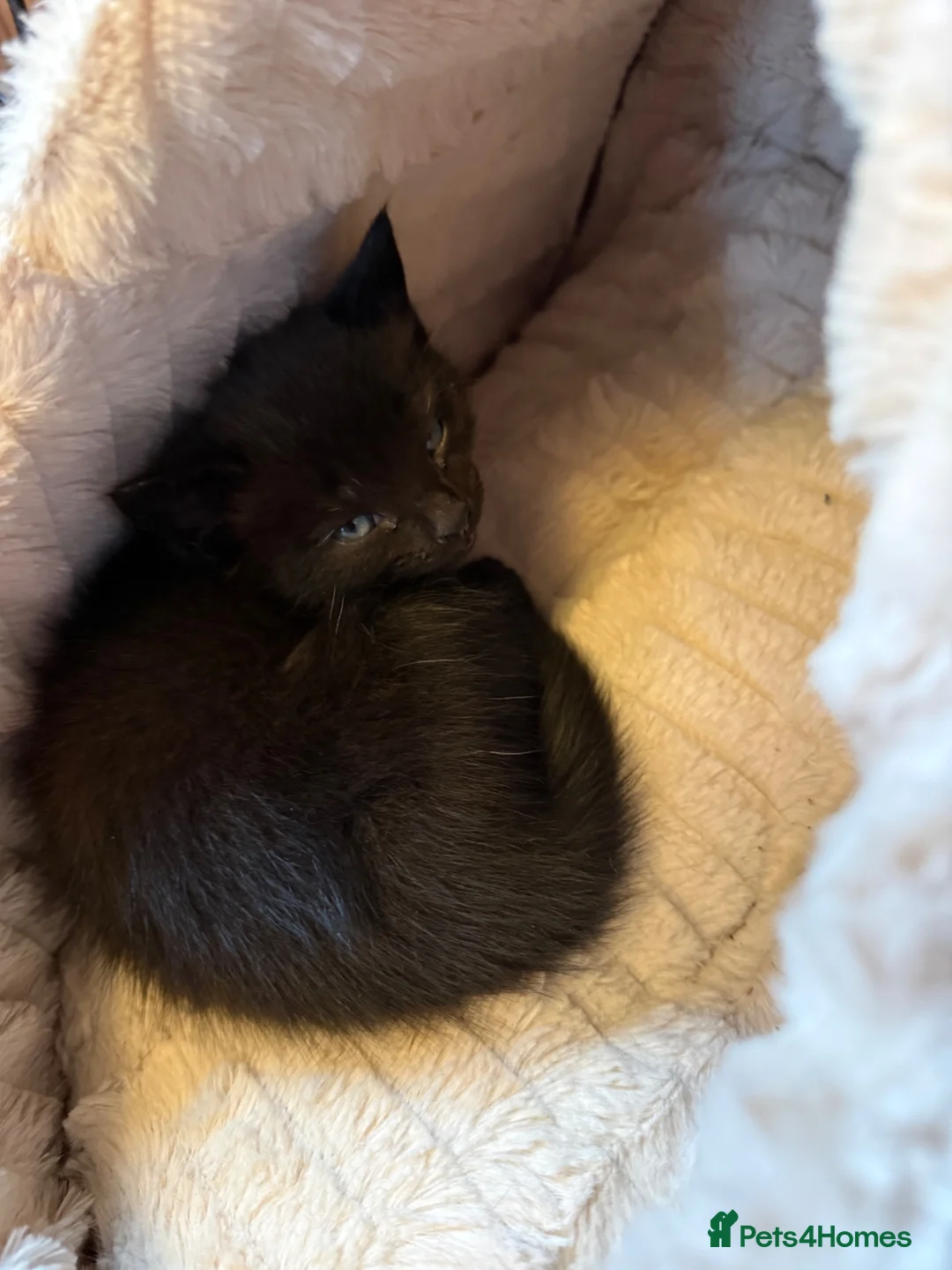 Mixed Breed cats for sale: Kitten available  - Advert 3
