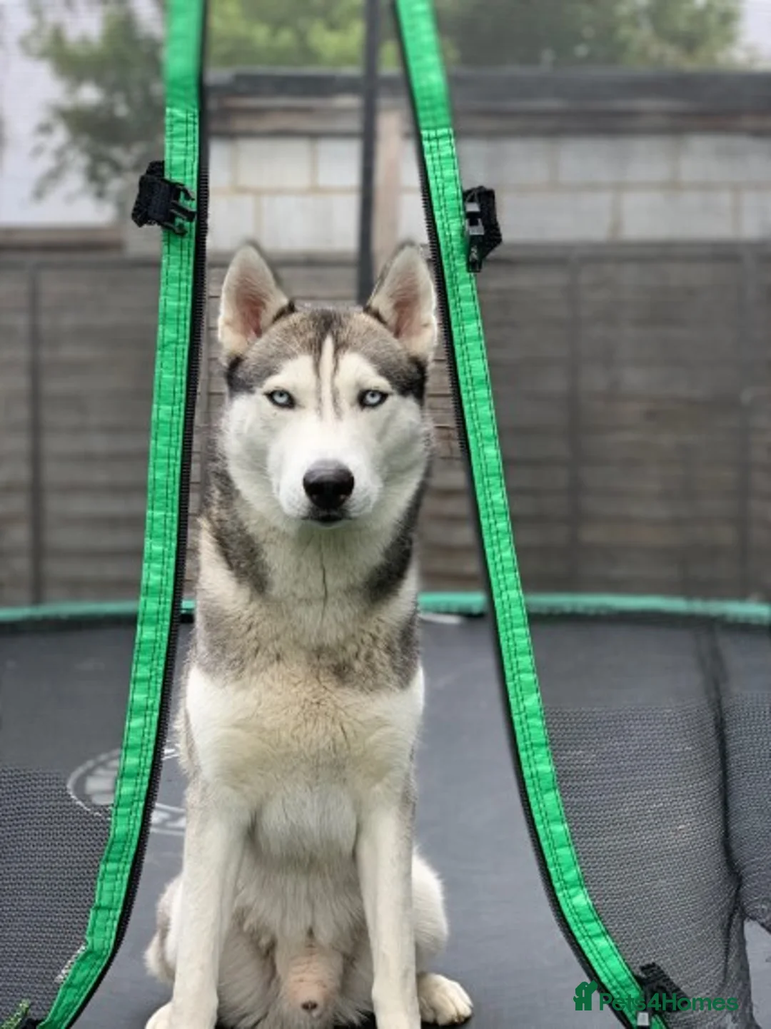 Siberian Husky dogs for stud: Siberian Husky For Stud in London - Advert 7
