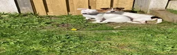 Jack Russell dogs for sale: Handsome rare white JRT male 10 months £750 - Advert 6