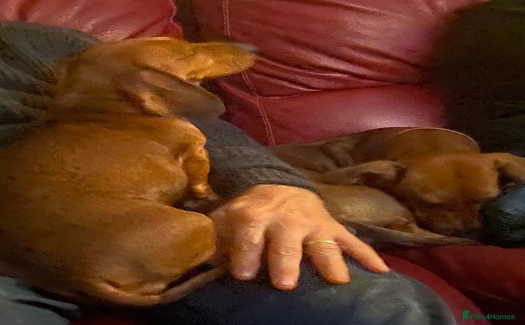 Miniature Dachshund dogs - Advert 1