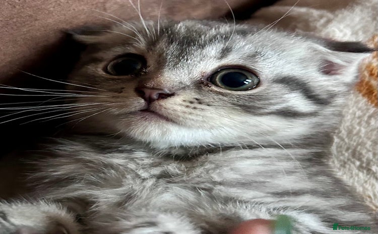 Scottish Fold cats - Advert 5