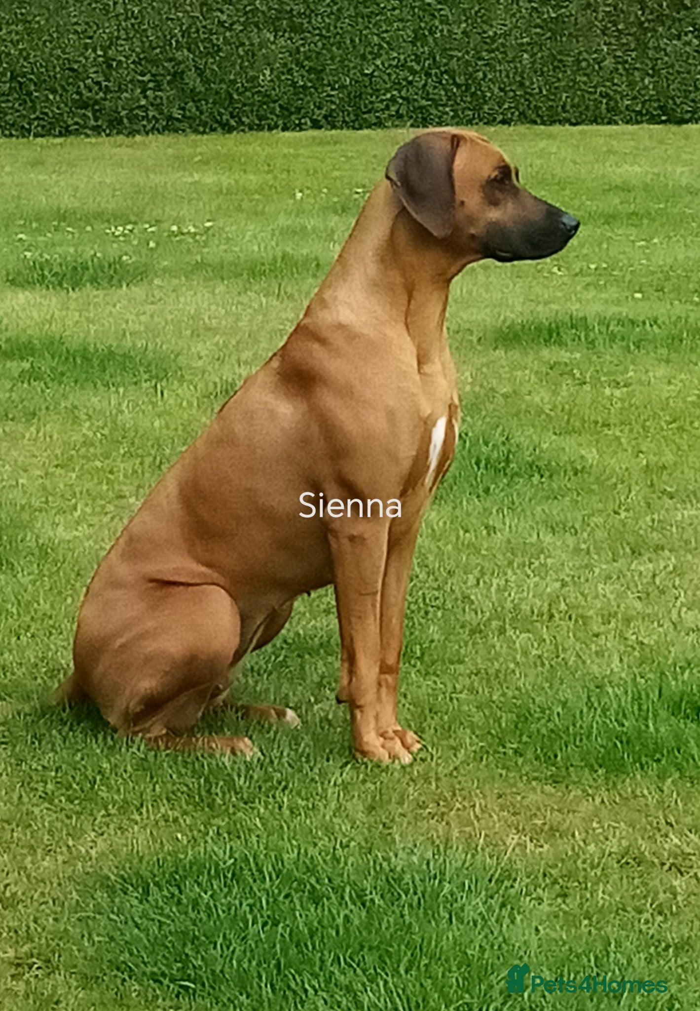 Rhodesian Ridgeback dogs Pedigree Rhodesian Ridgeback puppies.  - Advert 10
