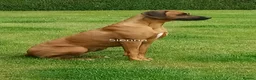 Rhodesian Ridgeback dogs for sale: Pedigree Rhodesian Ridgeback puppies.  in York - Advert 1